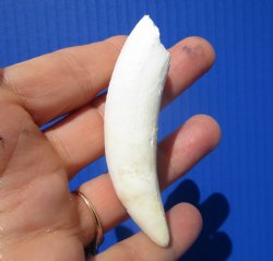 Large Authentic Alligator Tooth (3.25") Authentic Gator Tooth for Jewelry & Crafts - $24.99