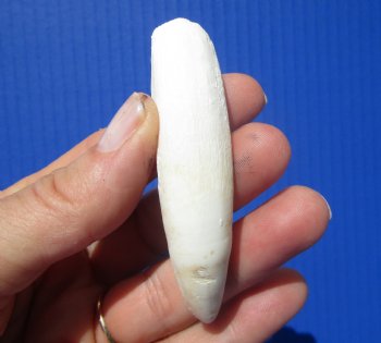 Large Authentic Alligator Tooth (3.25") Authentic Gator Tooth for Jewelry & Crafts - $24.99