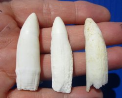 Real Alligator Teeth (3-Pack), 1.5 to 1.8" Authentic Gator Teeth for Jewelry & Crafts -  $6 each