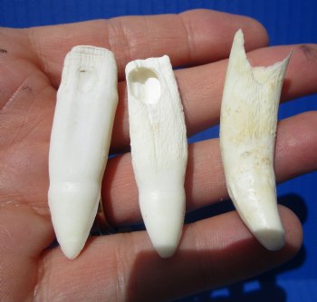Real Alligator Teeth (3-Pack), 1.5 to 1.8" Authentic Gator Teeth for Jewelry & Crafts -  $6 each
