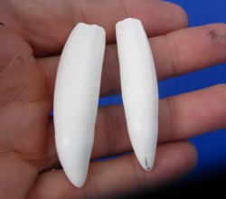 Real Alligator Teeth (2-Pack), 2-1/4" Authentic Gator Teeth for Jewelry & Crafts - 2 @ $10 each