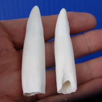 Real Alligator Teeth (2-Pack), 2-1/4" Authentic Gator Teeth for Jewelry & Crafts - 2 @ $10 each