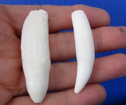 Real Alligator Teeth (2-Pack), 2", 2-1/8" Authentic Gator Teeth for Jewelry & Crafts - 2 @ $10 each