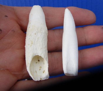 Real Alligator Teeth (2-Pack), 2", 2-1/8" Authentic Gator Teeth for Jewelry & Crafts - 2 @ $10 each