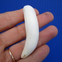 Authentic Alligator Tooth (2-5/8") Authentic Gator Tooth for Jewelry & Crafts - $14.99