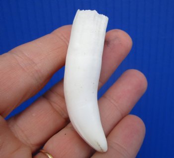 Authentic Alligator Tooth (2-5/8") Authentic Gator Tooth for Jewelry & Crafts - $14.99