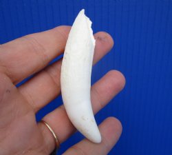 Large Authentic Alligator Tooth (3.25") Authentic Gator Tooth for Jewelry & Crafts - $24.99