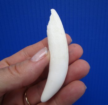 Large Authentic Alligator Tooth (3.25") Authentic Gator Tooth for Jewelry & Crafts - $24.99