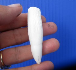 Real Alligator Tooth (2.75") Authentic Gator Tooth for Jewelry & Crafts - $14.99