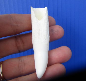 Real Alligator Tooth (2.75") Authentic Gator Tooth for Jewelry & Crafts - $14.99