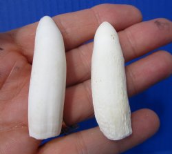 Real Alligator Teeth (2-Pack), 2-3/8, 2-1/4" Authentic Gator Teeth for Jewelry & Crafts - 2 @ $10 each