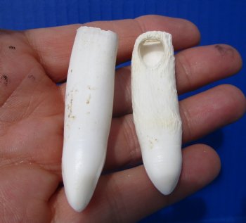 Real Alligator Teeth (2-Pack), 2-3/8, 2-1/4" Authentic Gator Teeth for Jewelry & Crafts - 2 @ $10 each
