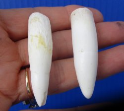 Real Alligator Teeth (2-Pack),2", 2-1/8"" Authentic Gator Teeth for Jewelry & Crafts - 2 @ $10 each