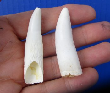 Real Alligator Teeth (2-Pack),2", 2-1/8"" Authentic Gator Teeth for Jewelry & Crafts - 2 @ $10 each
