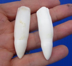Real Alligator Teeth (2-Pack), 2", 2-1/8" Authentic Gator Teeth for Jewelry & Crafts - 2 @ $10 each