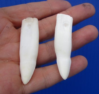 Real Alligator Teeth (2-Pack), 2", 2-1/8" Authentic Gator Teeth for Jewelry & Crafts - 2 @ $10 each