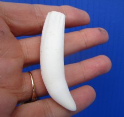 Authentic Alligator Tooth, Real Gator Tooth for Crafts & Jewelry, 2-5/8" - $14.99