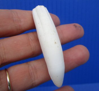 Authentic Alligator Tooth, Real Gator Tooth for Crafts & Jewelry, 2-5/8" - $14.99