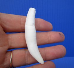 Real Alligator Tooth (2.50") Authentic Gator Tooth for Jewelry & Crafts - $11.99