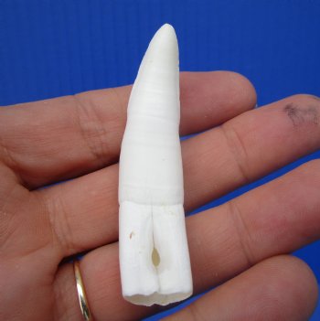 Real Alligator Tooth (2.50") Authentic Gator Tooth for Jewelry & Crafts - $11.99