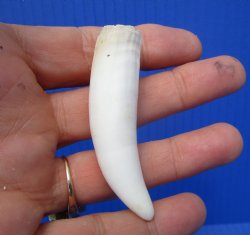 Authentic Alligator Tooth, Real Gator Tooth for Crafts & Jewelry, 2-5/8" - $14.99