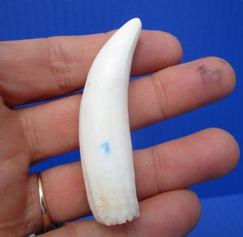 Authentic Alligator Tooth, Real Gator Tooth for Crafts & Jewelry, 2-5/8" - $14.99