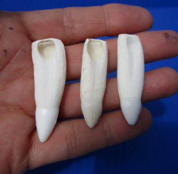 Authentic Alligator Teeth (3-Pack), Real Gator Teeth for Crafts & Jewelry, 1.5"-1.8" - 3 @ $6 each
