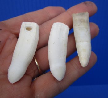 Authentic Alligator Teeth (3-Pack), Real Gator Teeth for Crafts & Jewelry, 1.5"-1.8" - 3 @ $6 each