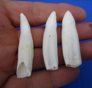 Authentic Alligator Teeth (3-Pack), Real Gator Teeth for Crafts & Jewelry, 1.5"-1.8" - 3 @ $6 each