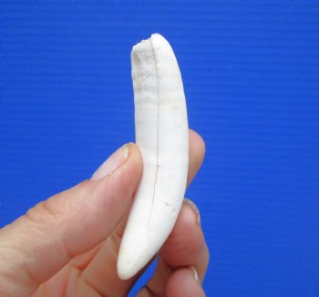 Large Authentic Alligator Tooth (3") Authentic Gator Tooth for Jewelry & Crafts (Crack) - $14.99