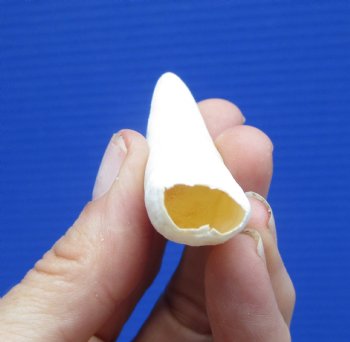 Large Authentic Alligator Tooth (3") Authentic Gator Tooth for Jewelry & Crafts (Crack) - $14.99