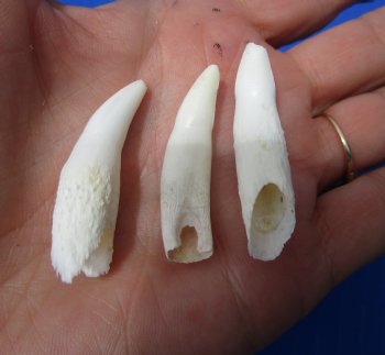 Authentic Alligator Teeth (3-Pack), Real Gator Teeth for Crafts & Jewelry, 1.5–1.8 - 3 @ $6 each