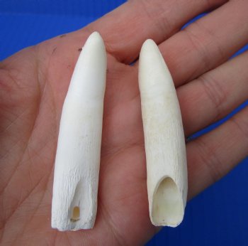 Authentic Alligator Teeth (2-Pack), Real Gator Teeth for Crafts & Jewelry, 2.5" - 2 @ $14 each