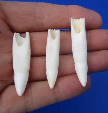 Authentic Alligator Teeth (3-Pack), Real Gator Teeth for Crafts & Jewelry, 1.5"-1.8" - 3 @ $6 each