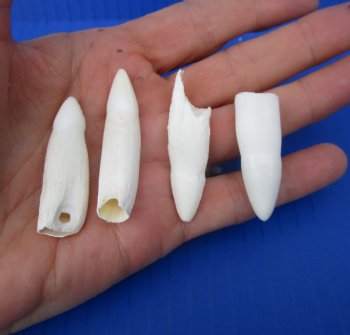 Four Authentic Alligator Teeth (1-1/2"-1-7/8")- 4 @ $6 each