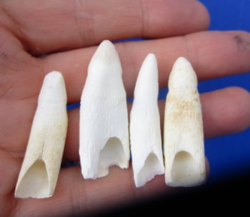Four Authentic Alligator Teeth (1-1/2"-1-7/8")- 4 @ $6 each