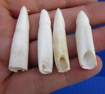 Real Alligator Teeth (4-Pack), 1.5 to 1.8" Authentic Gator Teeth for Jewelry & Crafts - 4 @ $6 each
