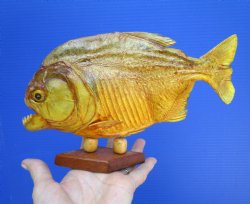 Taxidermy Piranha F...
