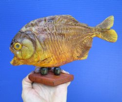 Taxidermy Piranha F...
