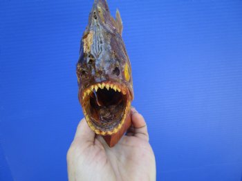 Taxidermy Piranha Fish on Wooden Base (8-5/8x5-1/2) - Buy this for $49.99