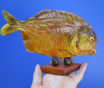 Taxidermy Piranha Fish on Wooden Base (8-5/8x5-1/2) - Buy this for $49.99