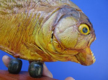 Taxidermy Piranha Fish on Wooden Base (8-5/8x5-1/2) - Buy this for $49.99