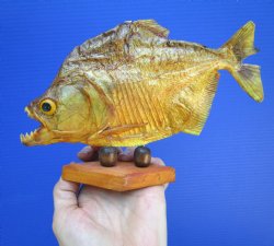 Taxidermy Piranha Fish on Wooden Base (8X5.5) - Buy this for $49.99