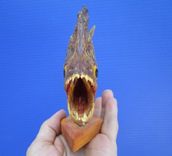 Taxidermy Piranha Fish on Wooden Base (8X5.5) - Buy this for $49.99