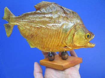 Taxidermy Piranha Fish on Wooden Base (8X5.5) - Buy this for $49.99