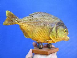 Taxidermy Piranha F...