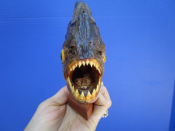 Taxidermy Piranha Fish on Wooden Base (9x5.5) - Buy this for $64.99