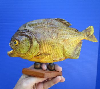 Taxidermy Piranha Fish on Wooden Base (9x5.5) - Buy this for $64.99