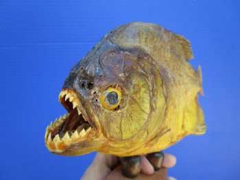 Taxidermy Piranha Fish on Wooden Base (9x5.5) - Buy this for $64.99