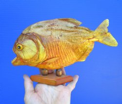 Taxidermy Piranha F...